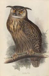 Bubo Maximus